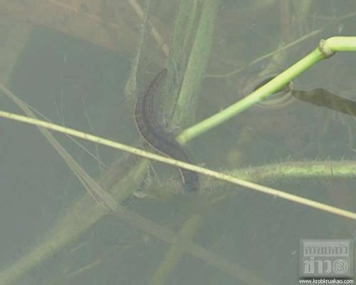 ฝูงปลิงโผล่อยุธยา ชาวบ้านผวาไม่กล้าลุยน้ำ