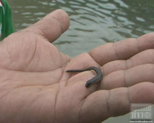 ฝูงปลิงโผล่อยุธยา ชาวบ้านผวาไม่กล้าลุยน้ำ