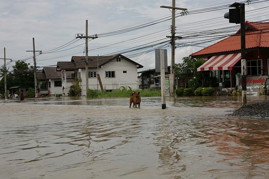 รวมภาพในวันน้ำหลาก เมืองปากน้ำโพ นครสวรรค์