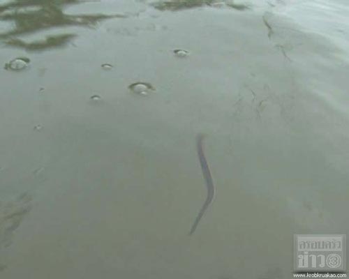 ฝูงปลิงโผล่อยุธยา ชาวบ้านผวาไม่กล้าลุยน้ำ