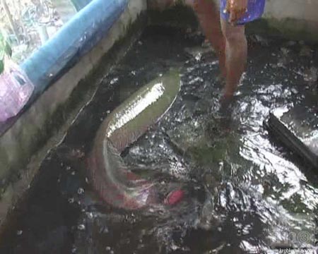 ปลาช่อนอะเมซอน