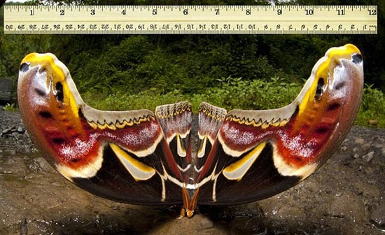 ผีเสื้อราตรี