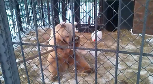 กังฟูหมี!