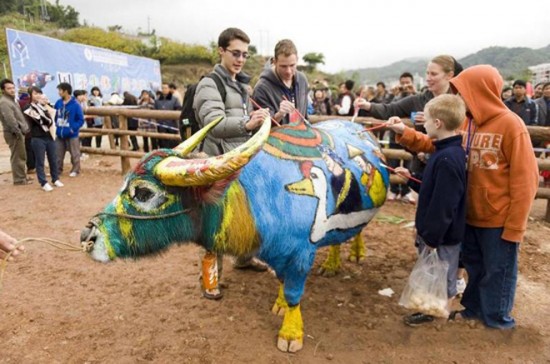 จีนจัดเทศกาลเพ้นท์ควายนานาชาติ