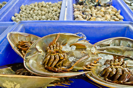 เตือนเปิบไม่ยั้ง แมงดาทะเล เสี่ยงใกล้สูญ