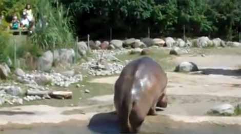 สงสัยแก๊สจะเยอะ! ฮิปโปโชว์ผายลมระดับแอดวานซ์