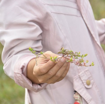 หญ้าหยาดน้ำค้าง