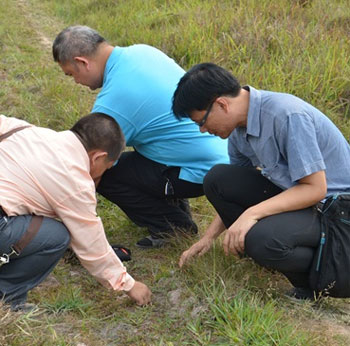 หญ้าหยาดน้ำค้าง