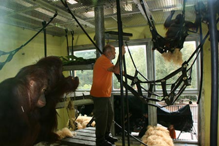 ลิงอุรังอุตังสาวเข้าคอร์สรีดน้ำหนักเพื่อสุขภาพ