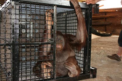 ลิงอุรังอุตังสาวเข้าคอร์สรีดน้ำหนักเพื่อสุขภาพ