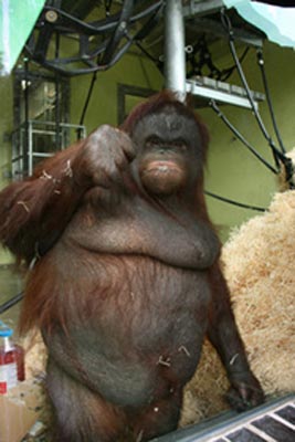 ลิงอุรังอุตังสาวเข้าคอร์สรีดน้ำหนักเพื่อสุขภาพ