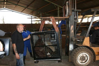 ลิงอุรังอุตังสาวเข้าคอร์สรีดน้ำหนักเพื่อสุขภาพ