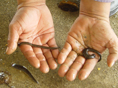 ปลิงควาย