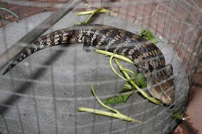 จิ้งเหลนประหลาด