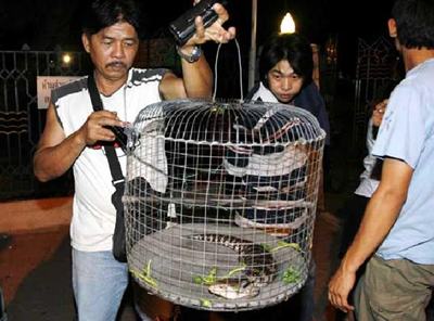 จิ้งเหลนประหลาด