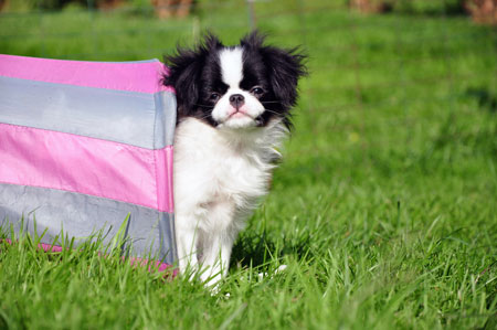 แจแปนนิส ชิน