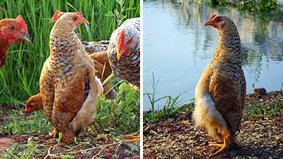 ไก่