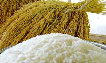 ข้าวหอมมะลิ