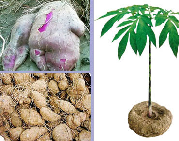 การปลูกพืช อาหารสำรองในยามวิกฤติ