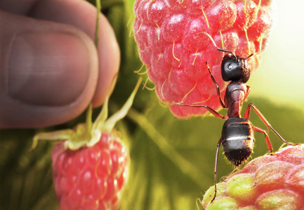 A Bug's Life06