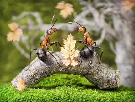 A Bug's Life13