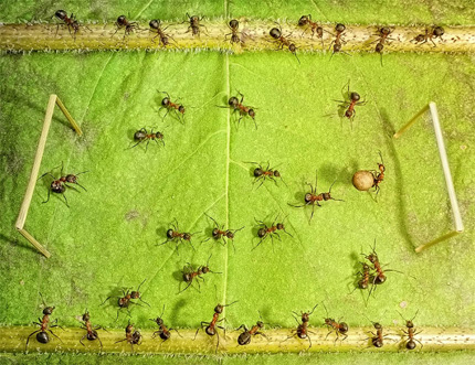 A Bug's Life04