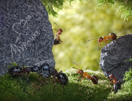 A Bug's Life05