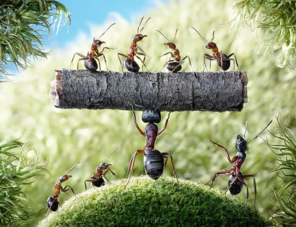 A Bug's Life10