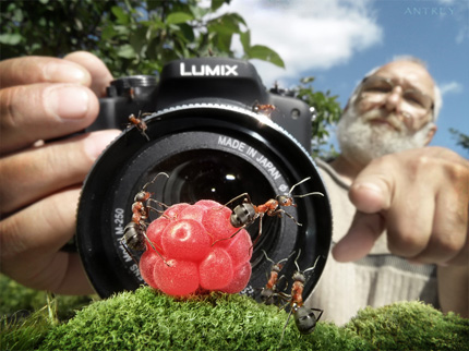 A Bug's Life15