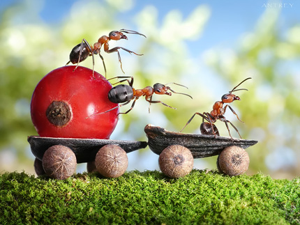 A Bug's Life11