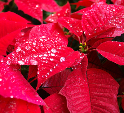 ดอกไม้คริสต์มาส หรือ Poinsettia ในประวัติวันคริสต์มาส