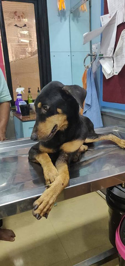 ข่มขืนหมา