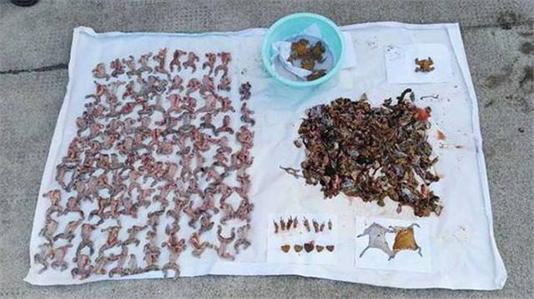 หนุ่มจีนงง ถูกจับเพราะจับคางคกมาทำอาหาร