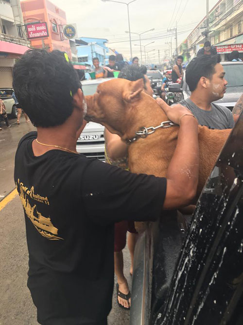 พิทบูลเล่นสงกรานต์