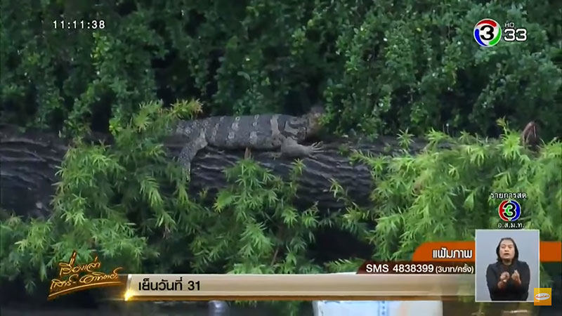 ตัวเงินตัวทองที่สวนลุมพินี