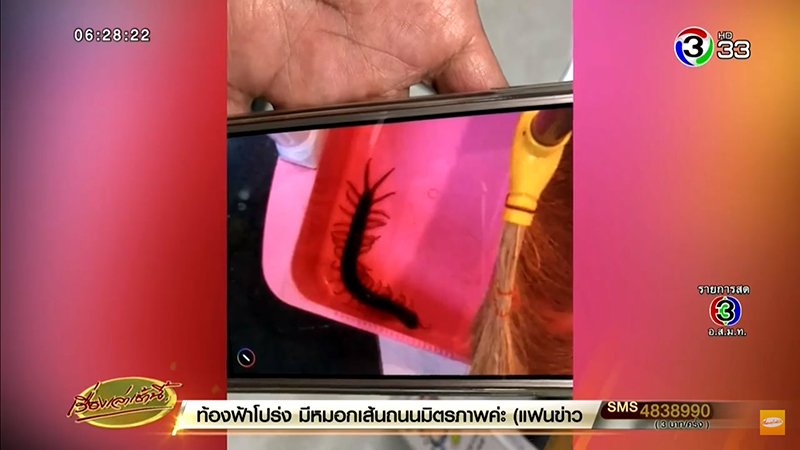 ตะขาบกัดอัณฑะ