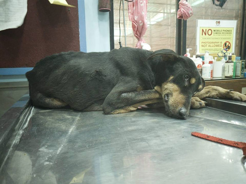 ข่มขืนหมา