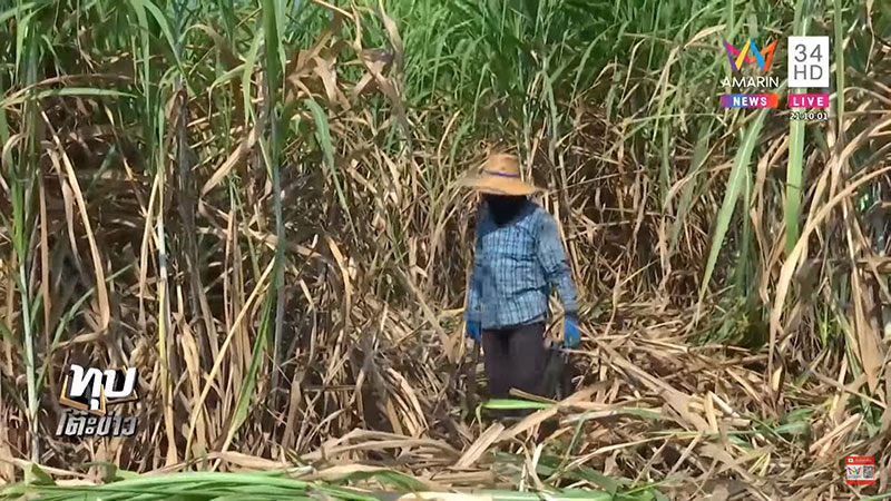 เด็กพม่าหายตัวในไร่อ้อย