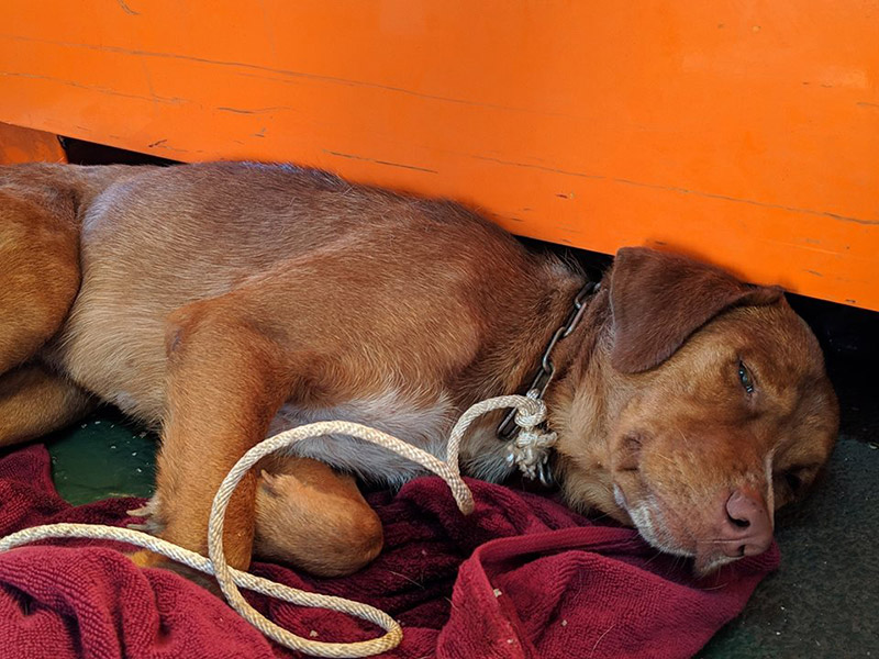 หมาติดแท่นขุดเจาะน้ำมัน