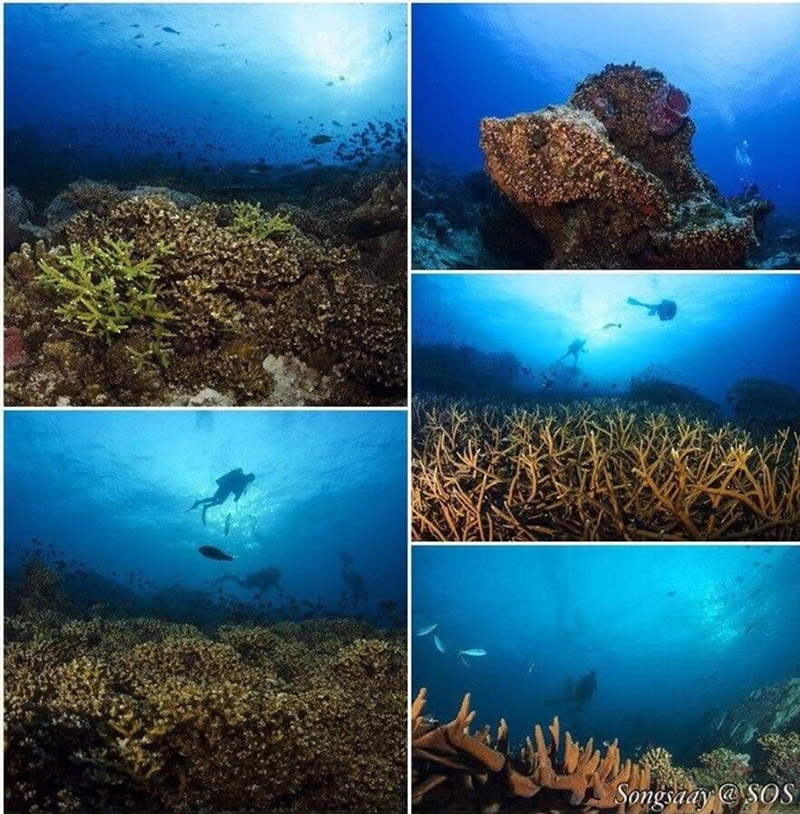 ปะการังเขากวาง