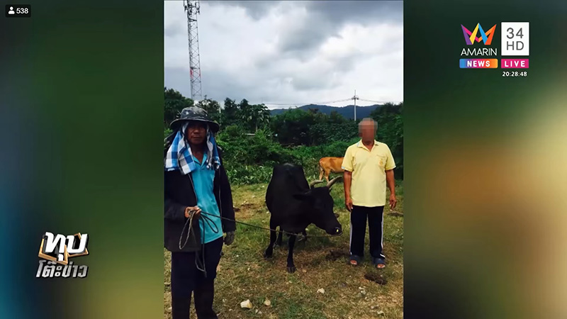 ข่มขืนวัว