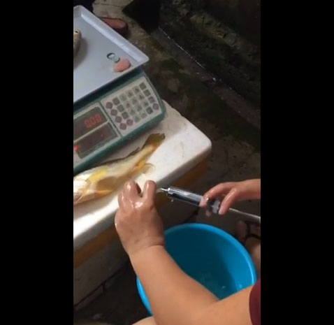 เปิดคลิปคนขายปลาชาวจีนแอบฉีดน้ำเข้าพุงปลา