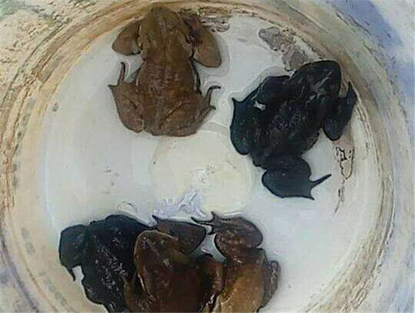 หนุ่มจีนงง ถูกจับเพราะจับคางคกมาทำอาหาร