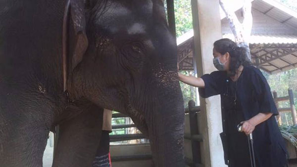 มูลนิธิเพื่อนช้าง