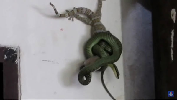 คลิปงูเขียวรัดตุ๊กแก