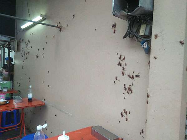 แมลงสาบในร้านก๋วยเตี๋ยว