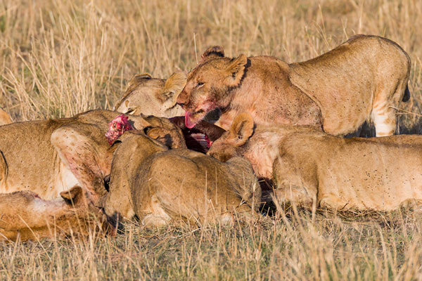 สิงโตกินคน