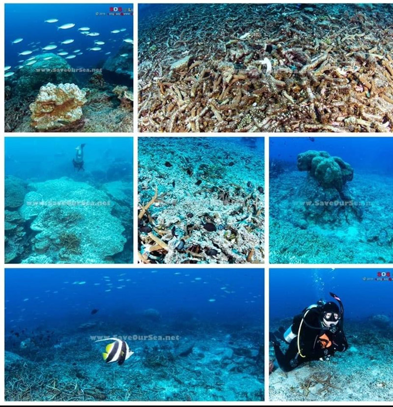 ปะการังเขากวาง