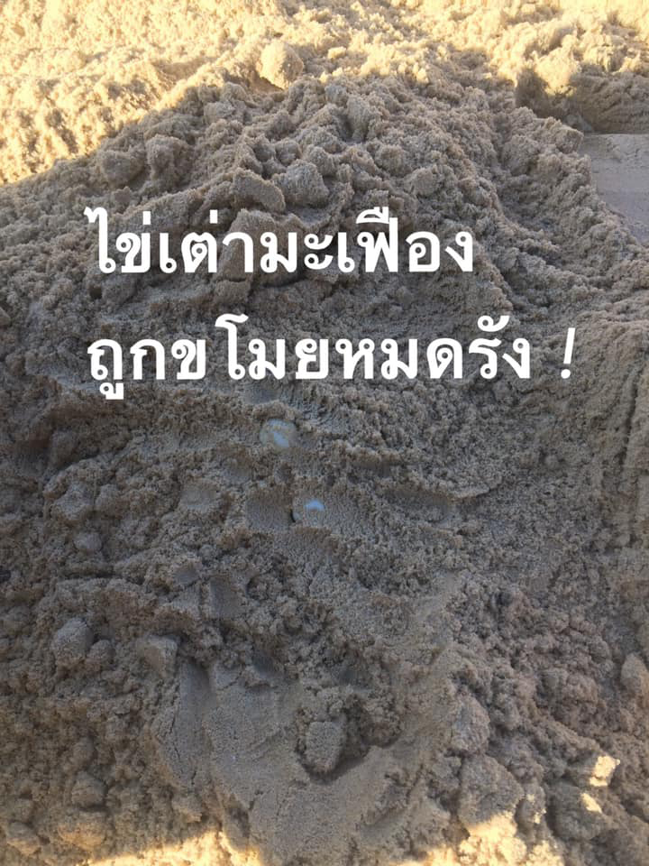 ขโมยไข่เต่ามะเฟือง