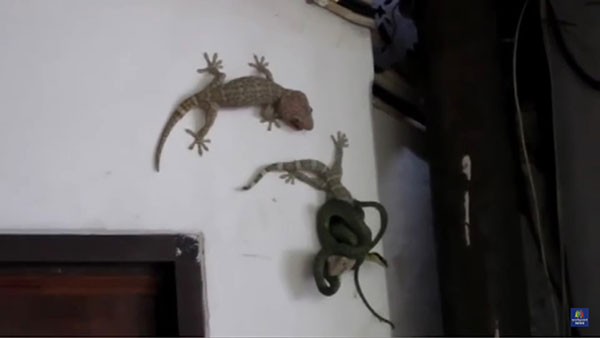 คลิปงูเขียวรัดตุ๊กแก